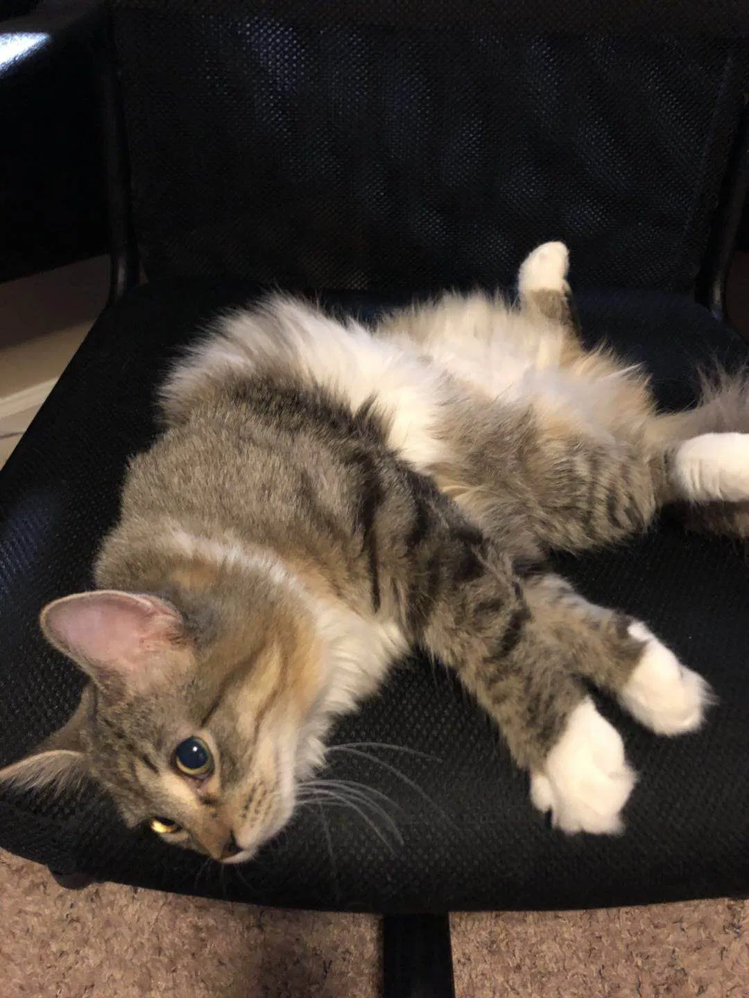 Lost cat in Terre Haute, IN, 47803