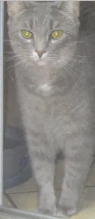 Lost cat in Princess Anne, MD, 21853