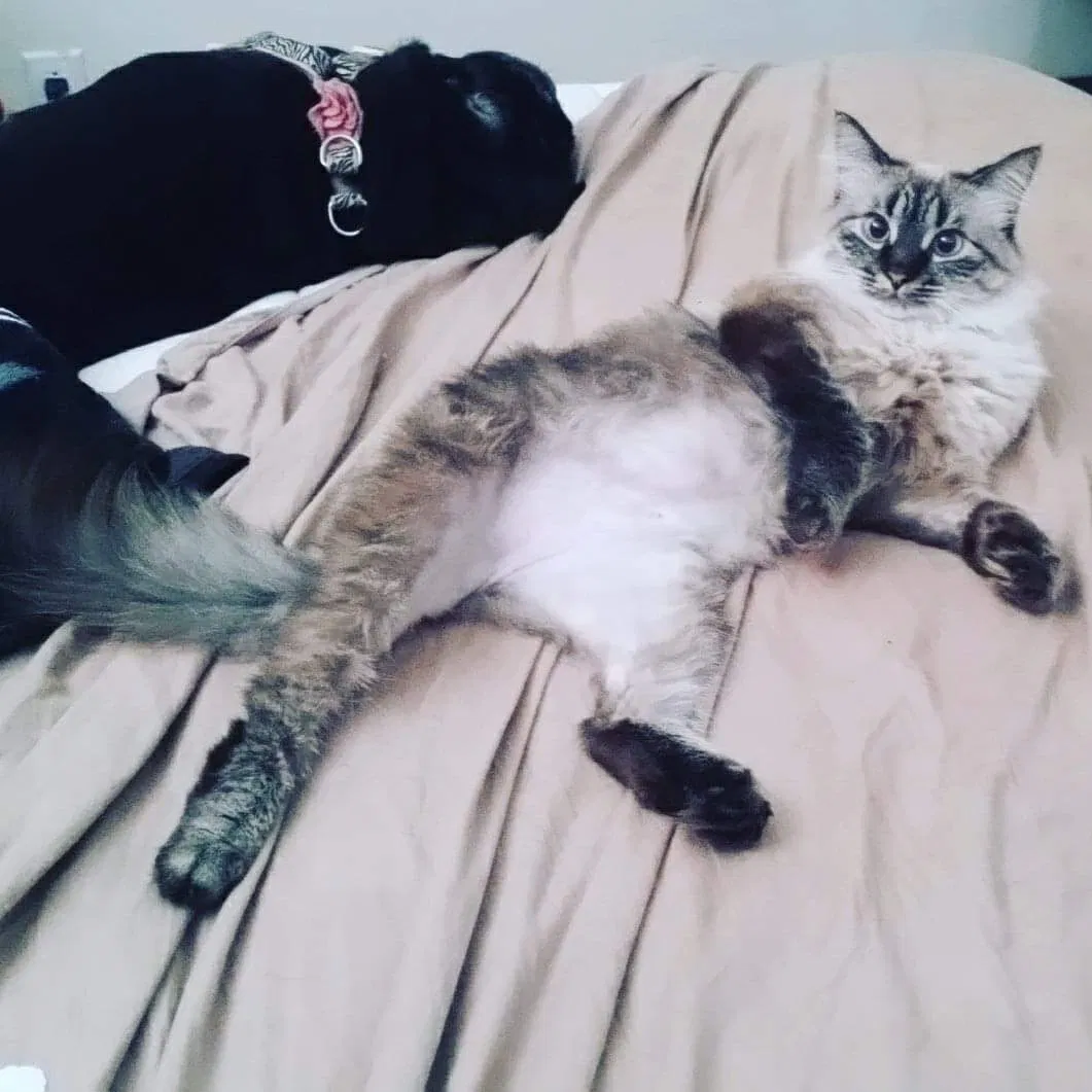 Lost cat in Cape Coral, FL, 33904