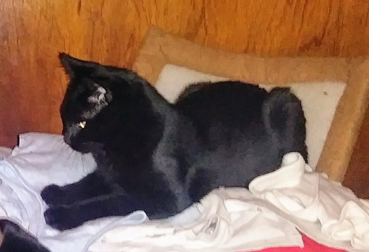 Lost cat in Auburn, WA, 98002