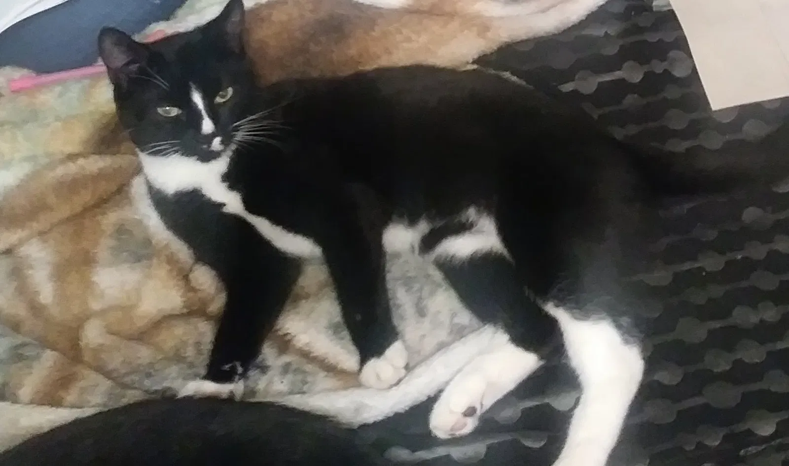 Lost cat in Auburn, WA, 98002