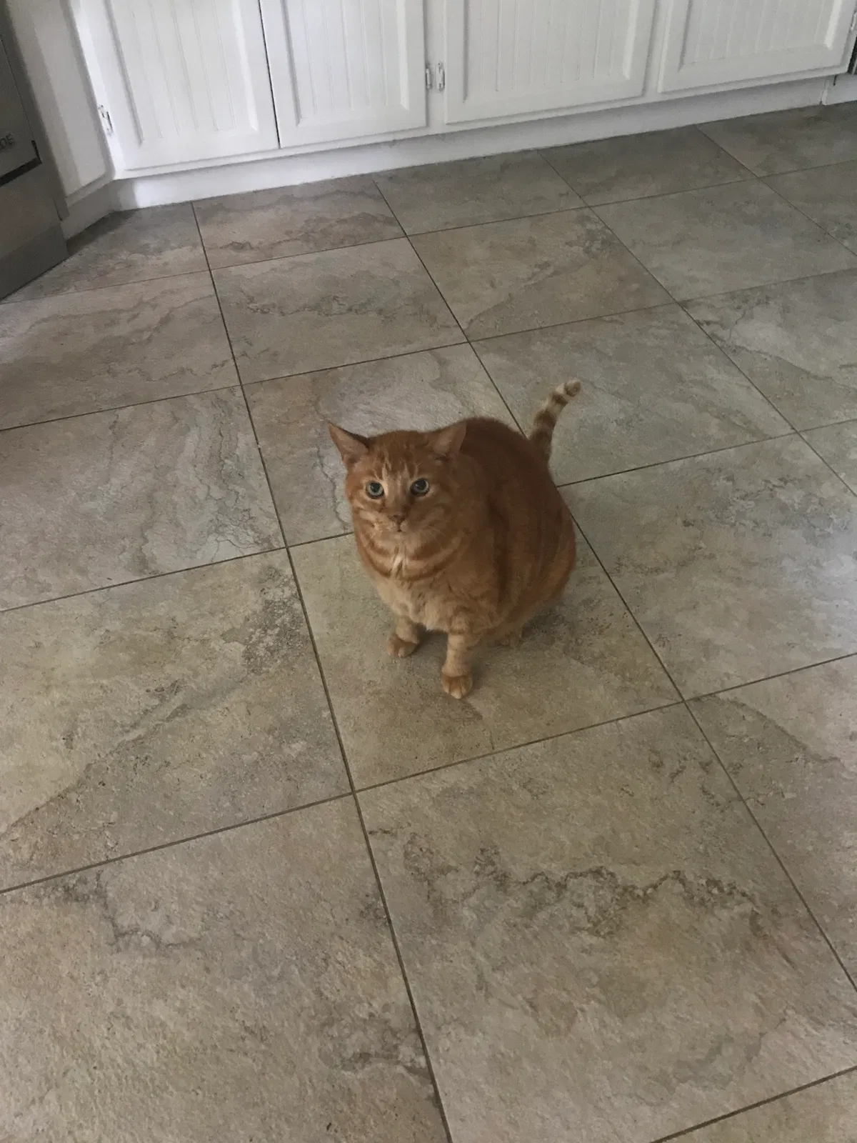 Lost cat in Santa Rosa, CA, 95405