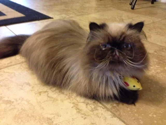 Lost cat in Bastrop, TX, 78602