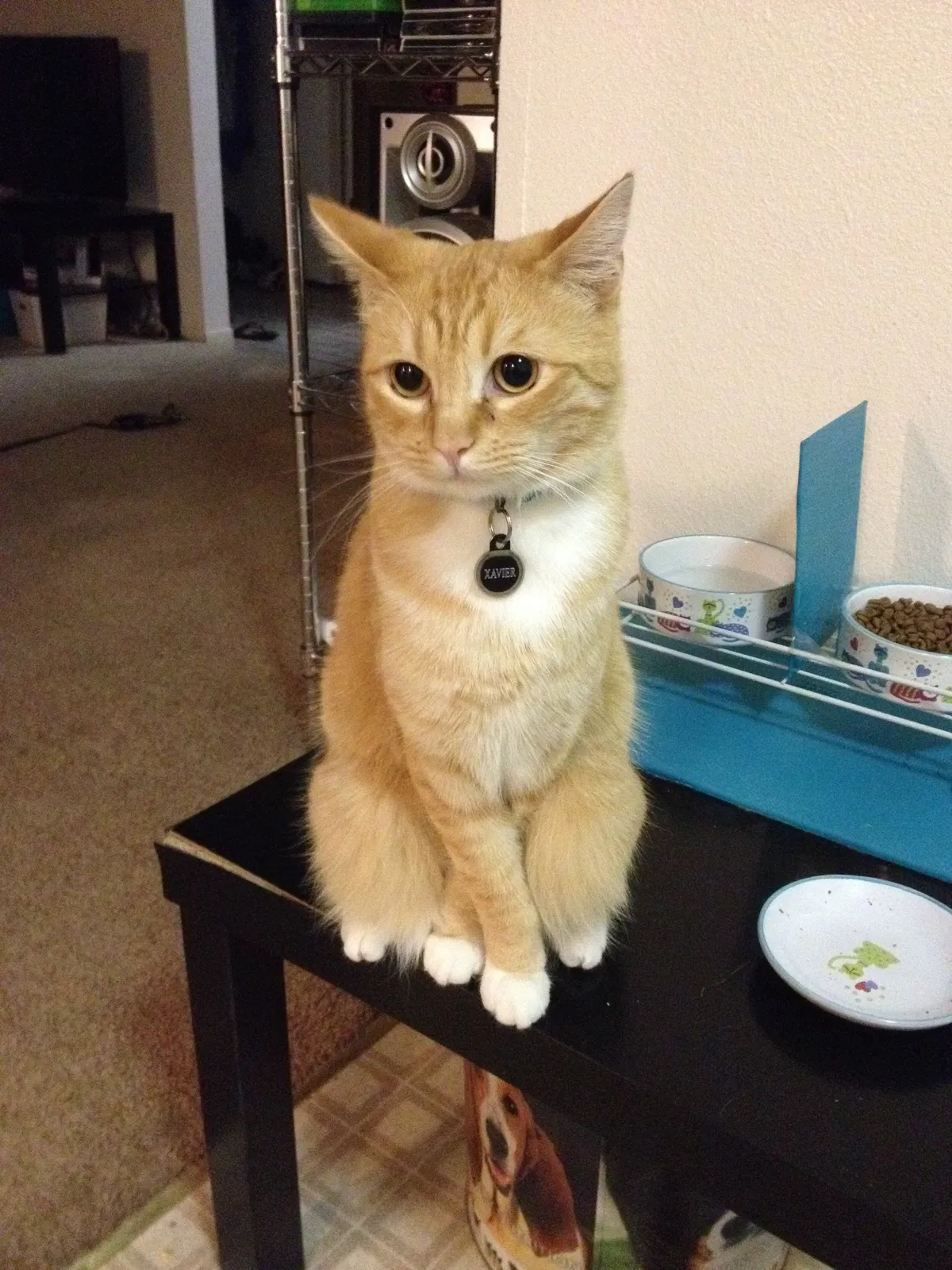 Lost cat in Upland, CA, 91786