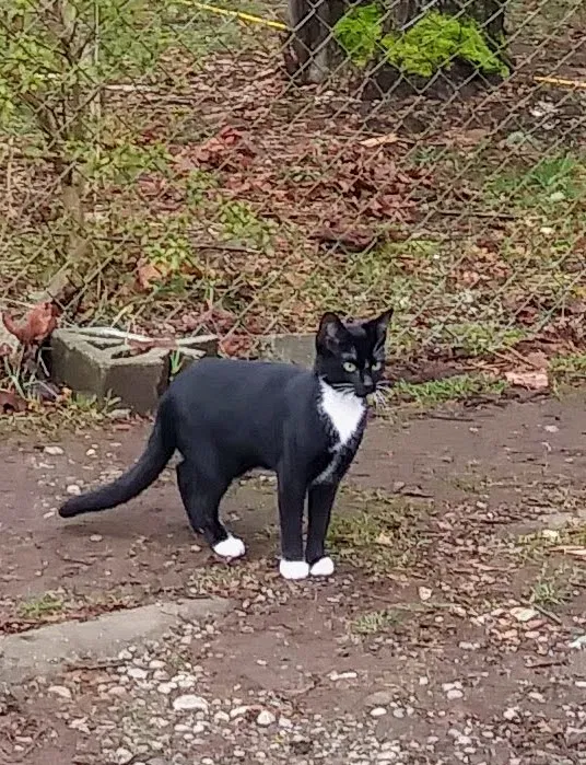 Lost cat in Auburn, WA, 98092