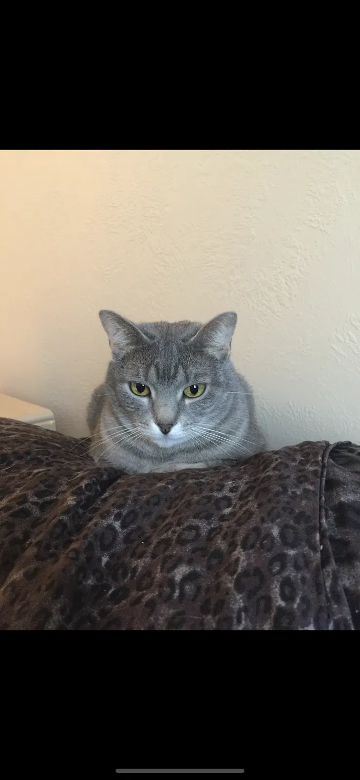 Lost cat in Humble, TX, 77346