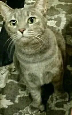 Lost cat in Beaumont, CA, 92223