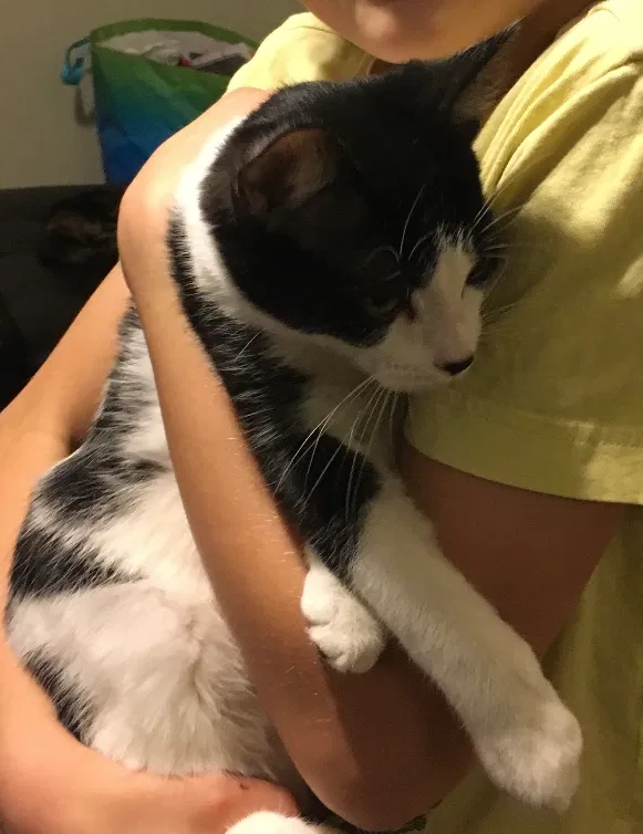 Lost cat in Lincoln Park, MI, 48146