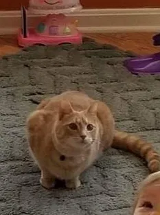 Lost cat in Fredericksburg, VA, 22407