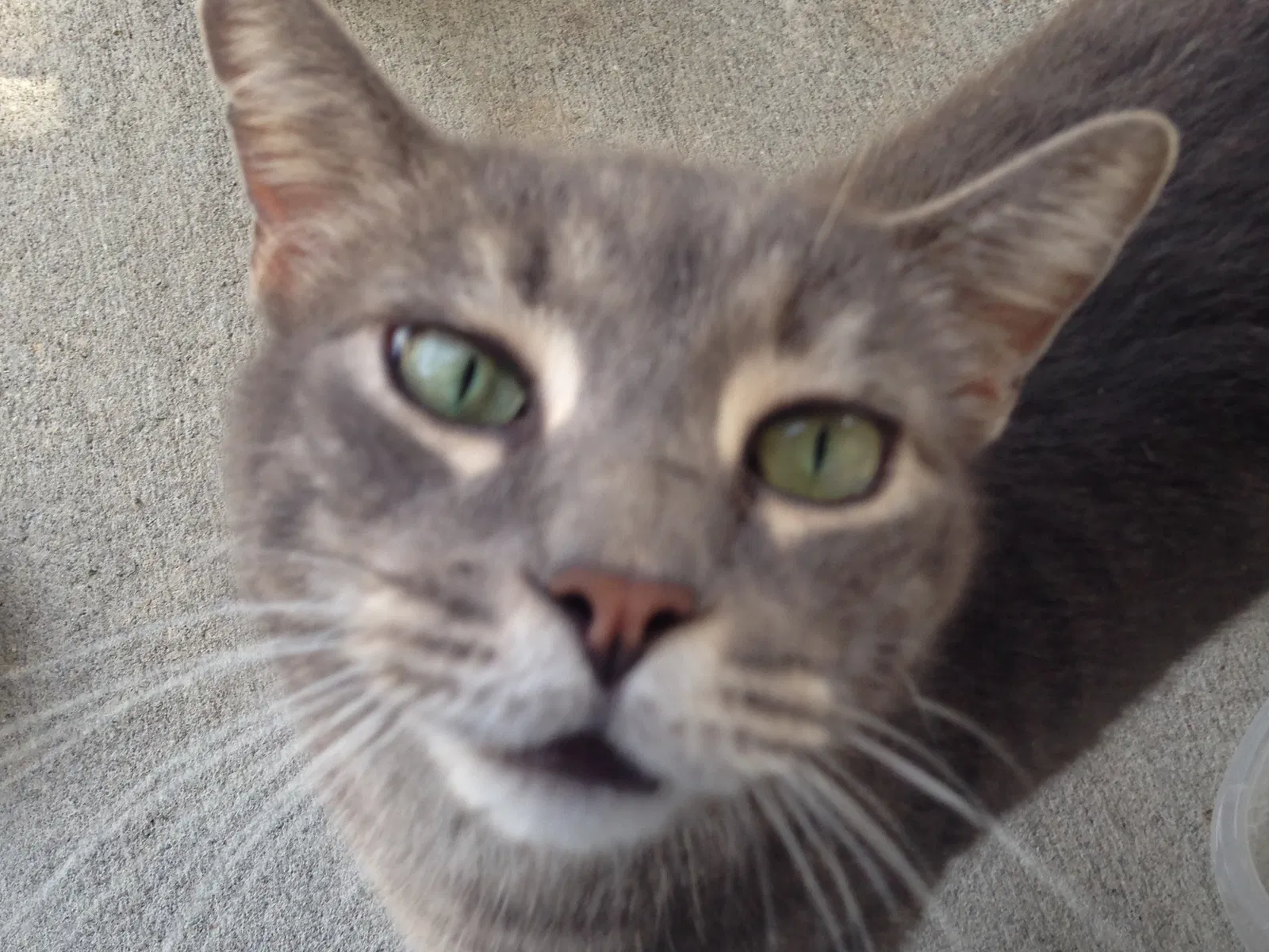 Lost cat in Clearwater, FL, 33756