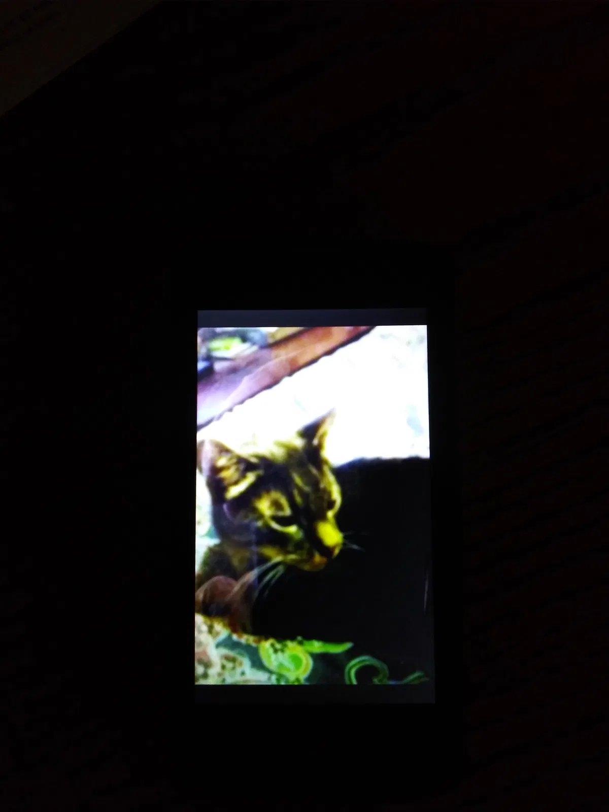Lost cat in San Pablo, CA, 94806