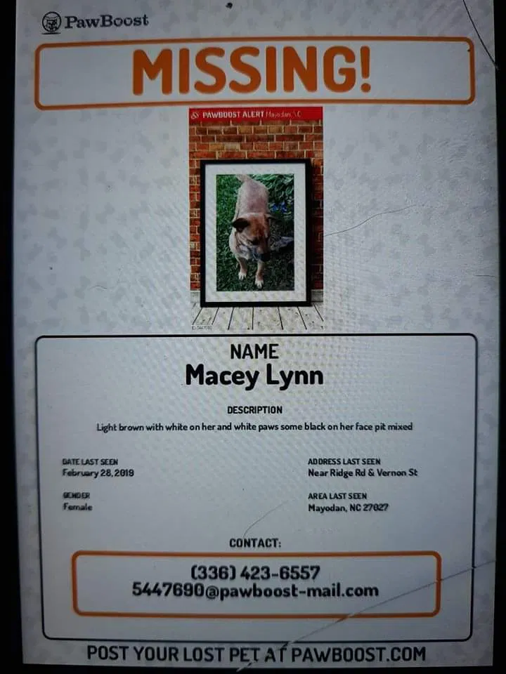 Lost dog in Mayodan, NC, 27027