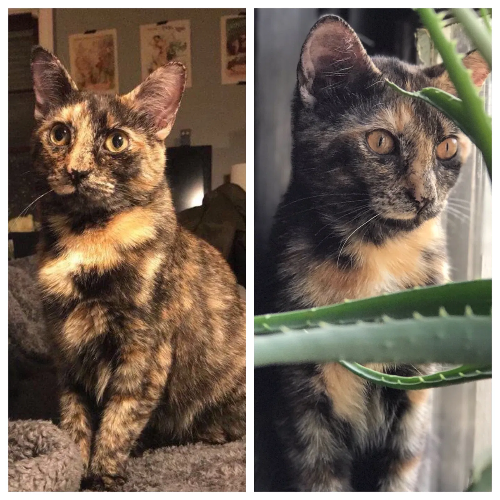 Lost cat in Youngstown, OH, 44512