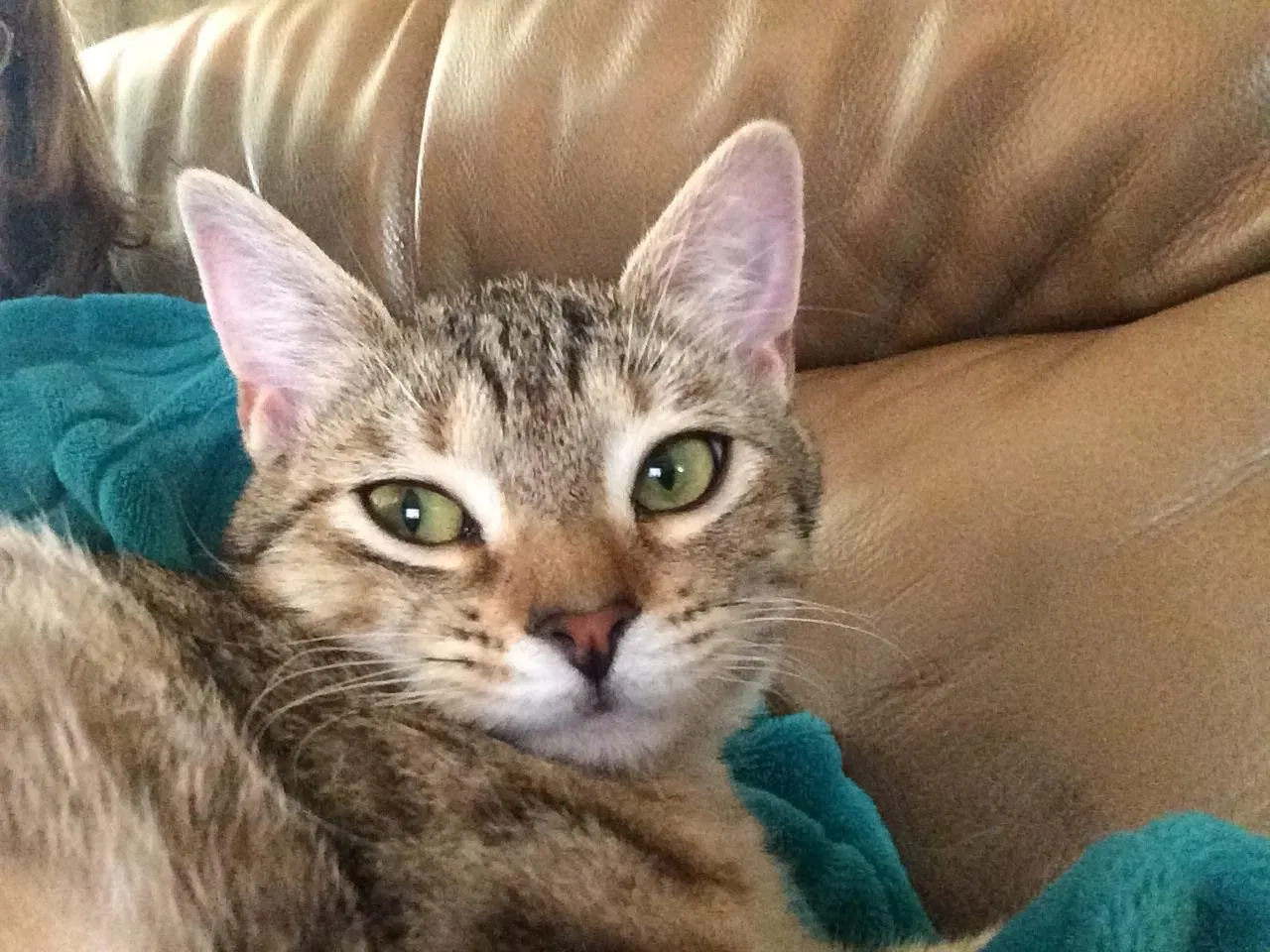 Lost cat in Greer, SC, 29650