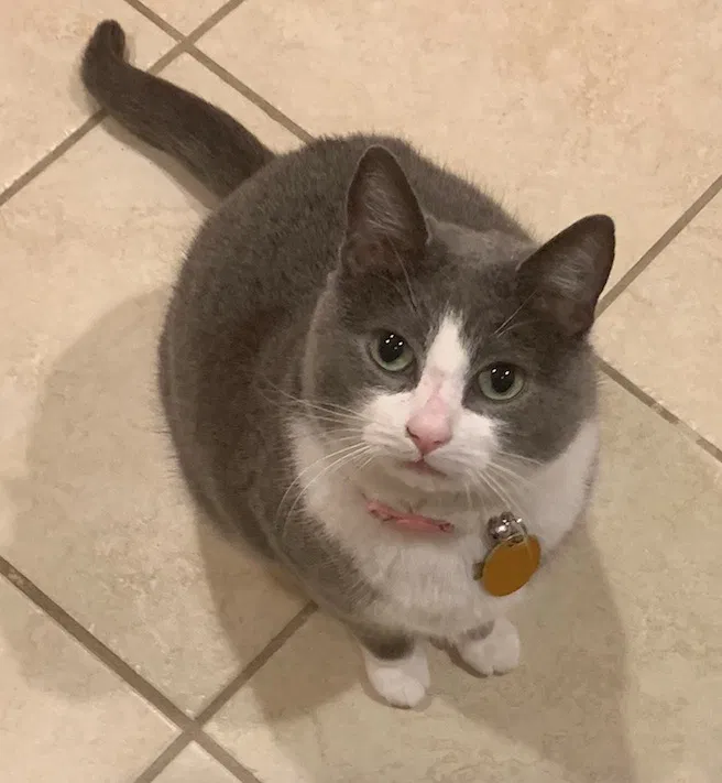 Lost cat in Washington, DC, 20012