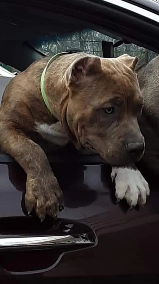 Lost dog in Lansing, MI, 48910