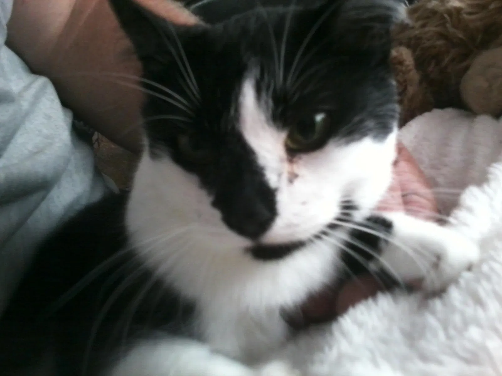 Lost cat in Gaithersburg, MD, 20882