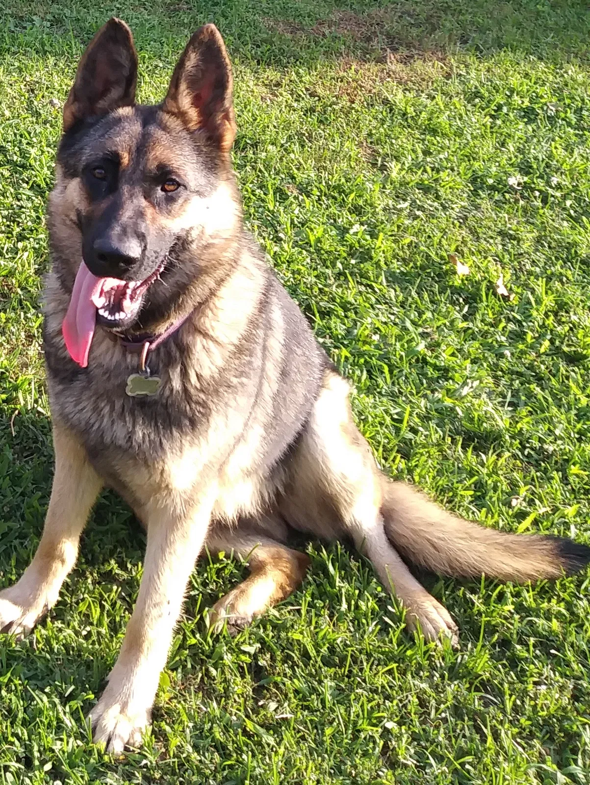 Lost dog in Columbus, OH, 43213