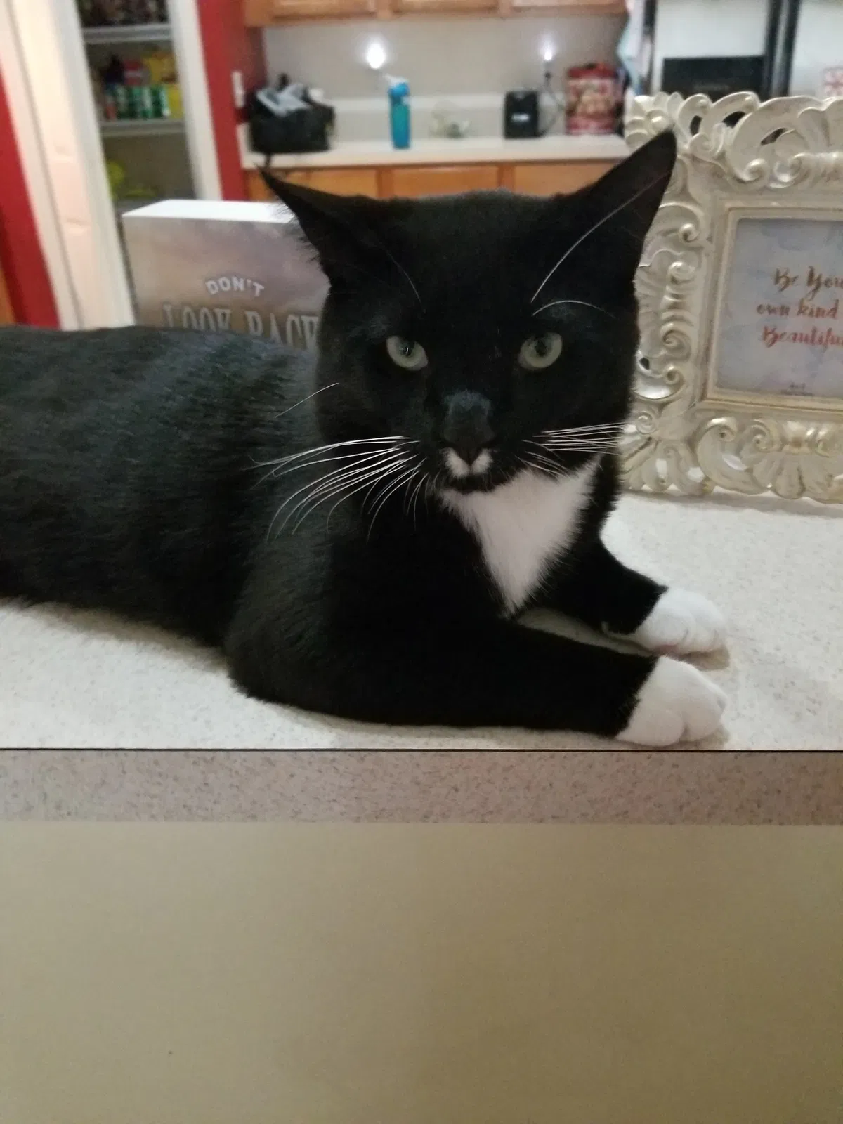 Lost cat in Kissimmee, FL, 34759