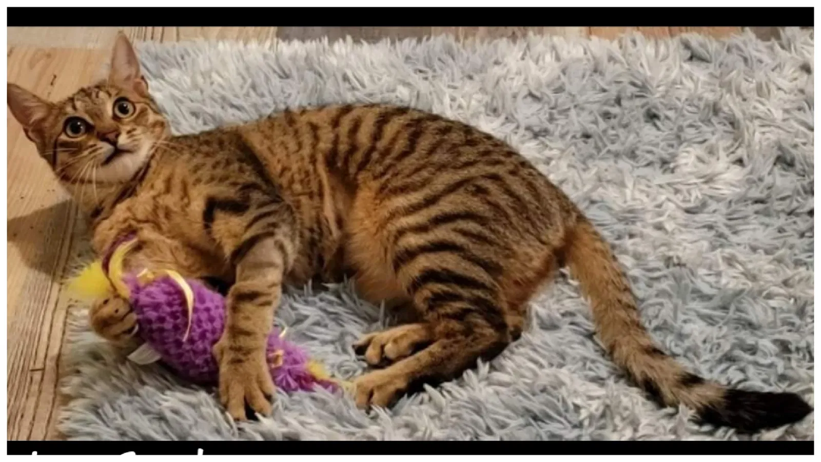 Lost cat in Plainfield, NJ, 7062