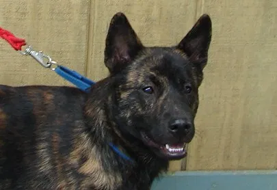 Lost dog in Galax, VA, 24333