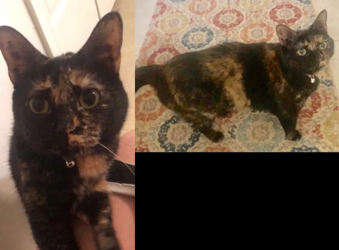 Lost cat in Conroe, TX, 77304
