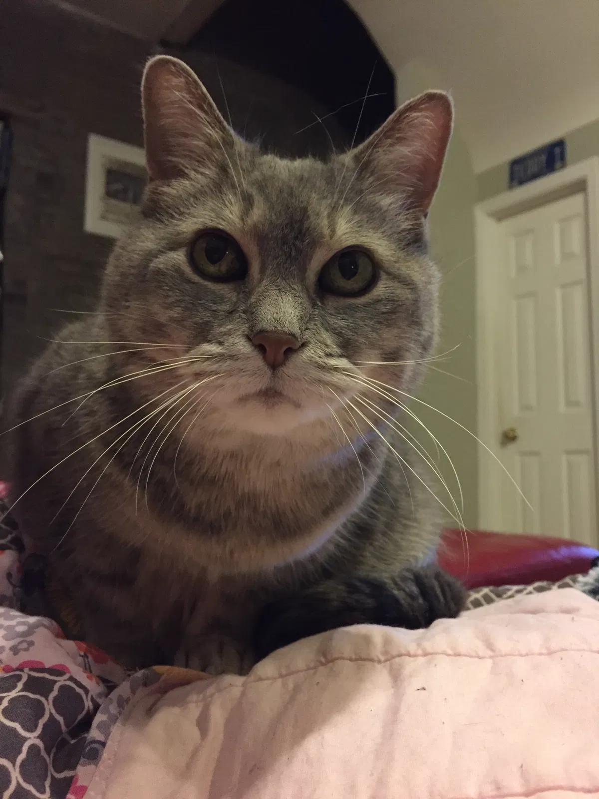 Lost cat in Pittsburgh, PA, 15233