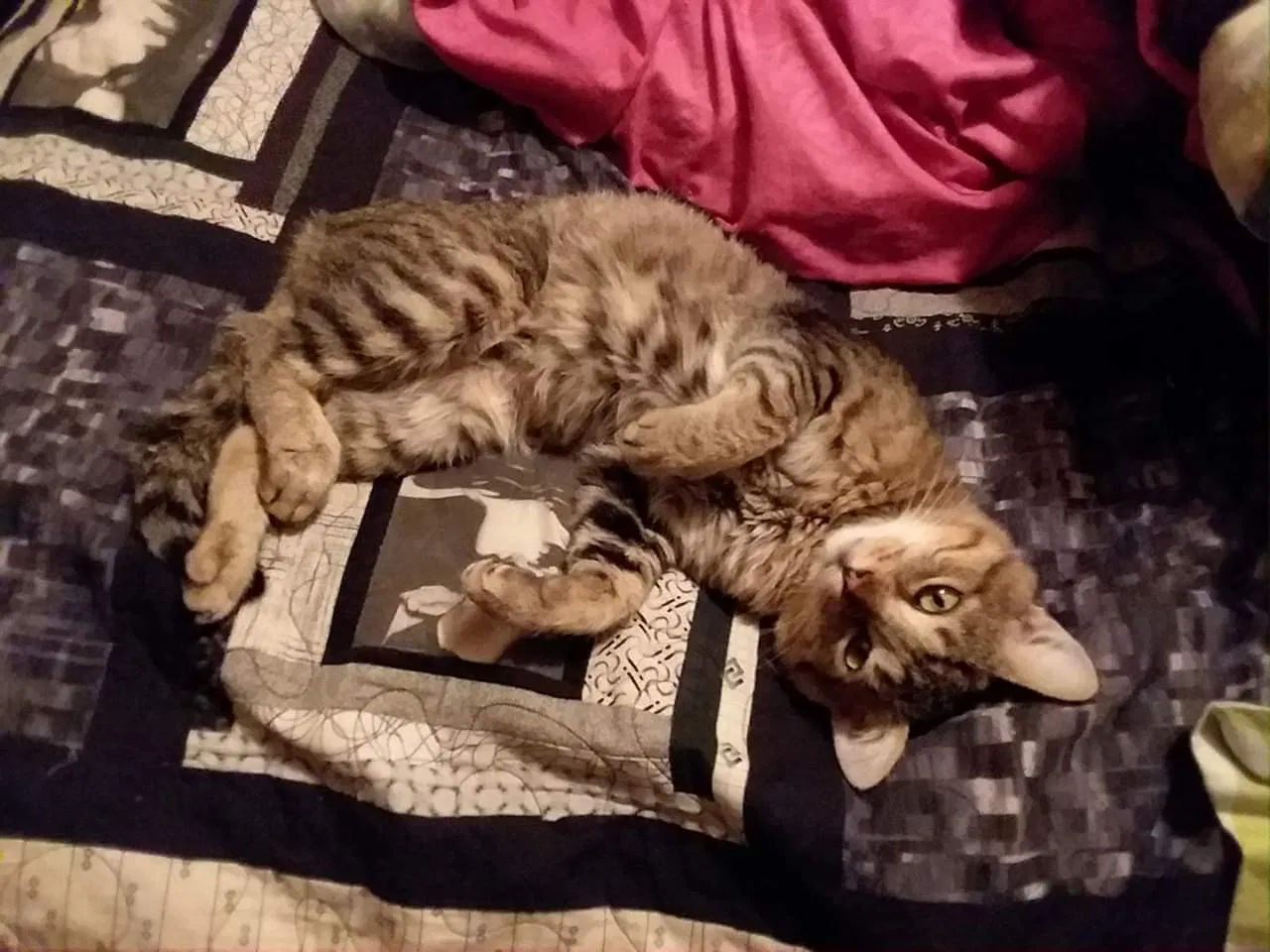 Lost cat in Pocatello, ID, 83201