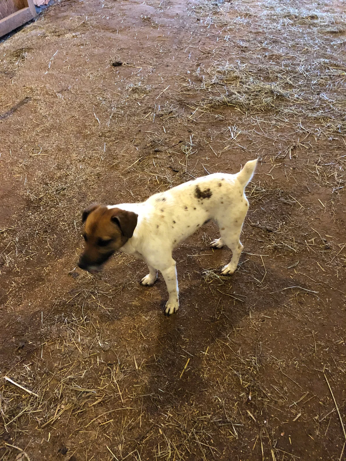 Found dog in Woodruff, SC, 29388