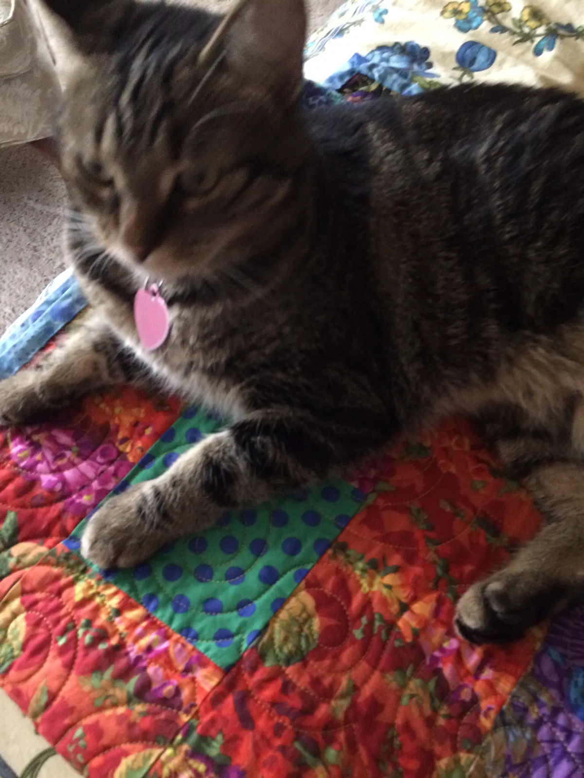 Lost cat in Austin, TX, 78737