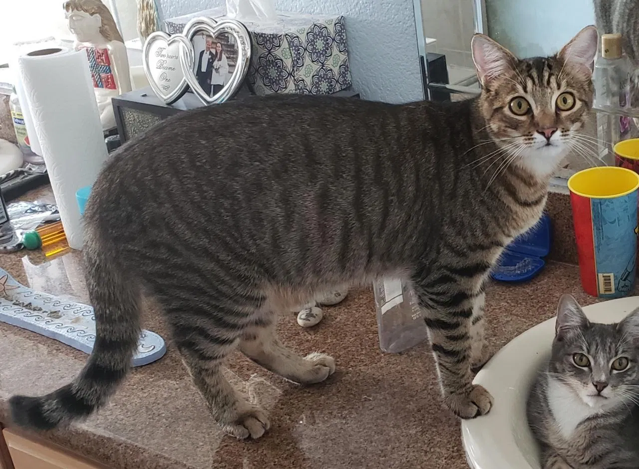 Lost cat in Antelope, CA, 95843