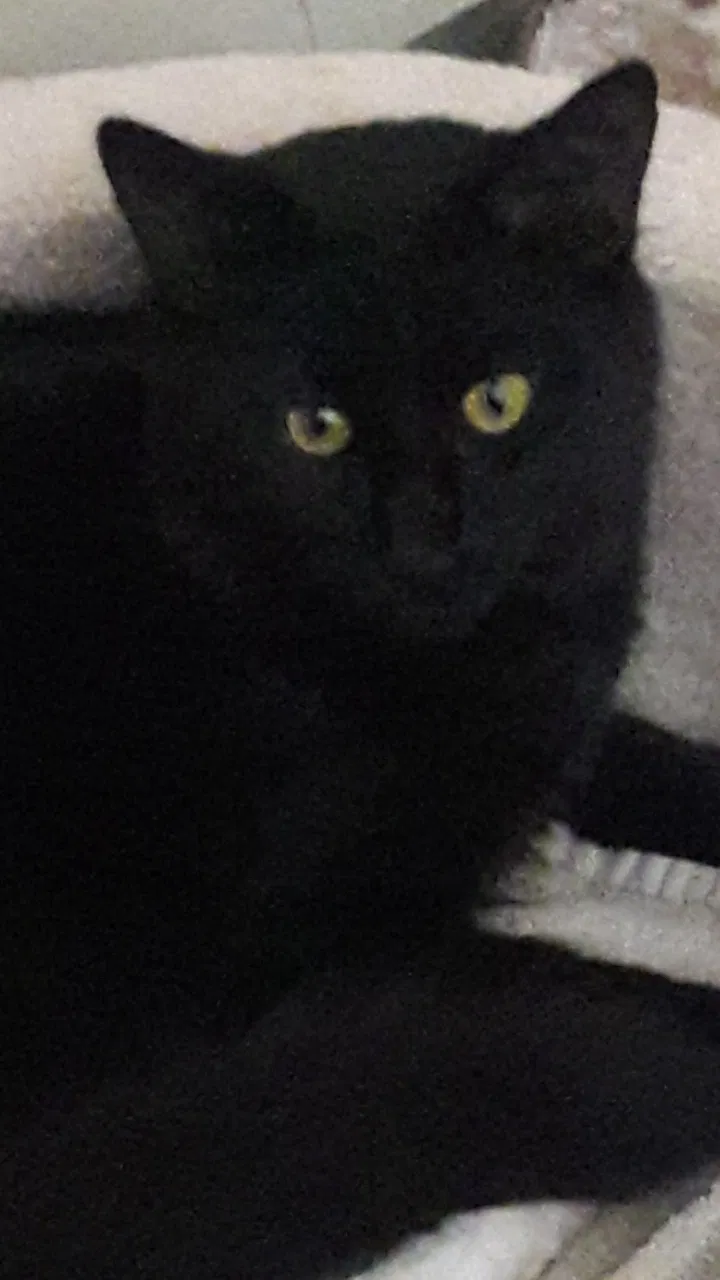 Lost cat in Sacramento, CA, 95841