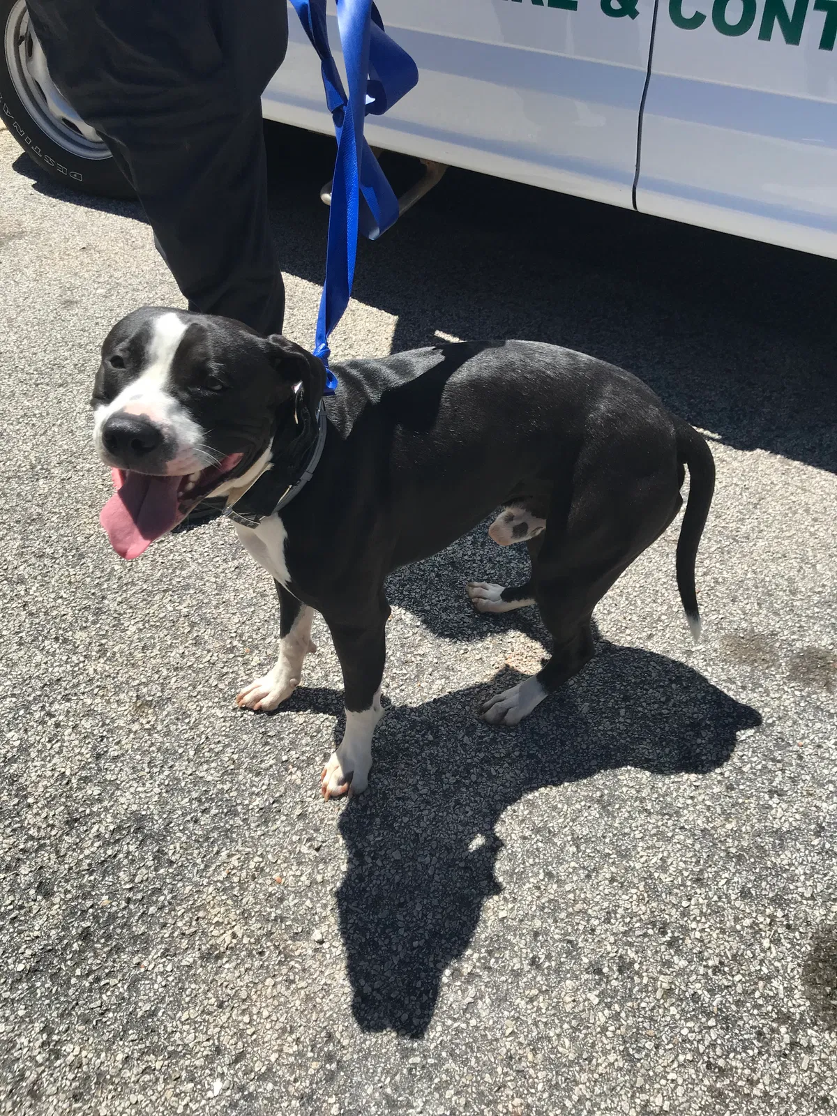 Found dog in Stockbridge, GA, 30281
