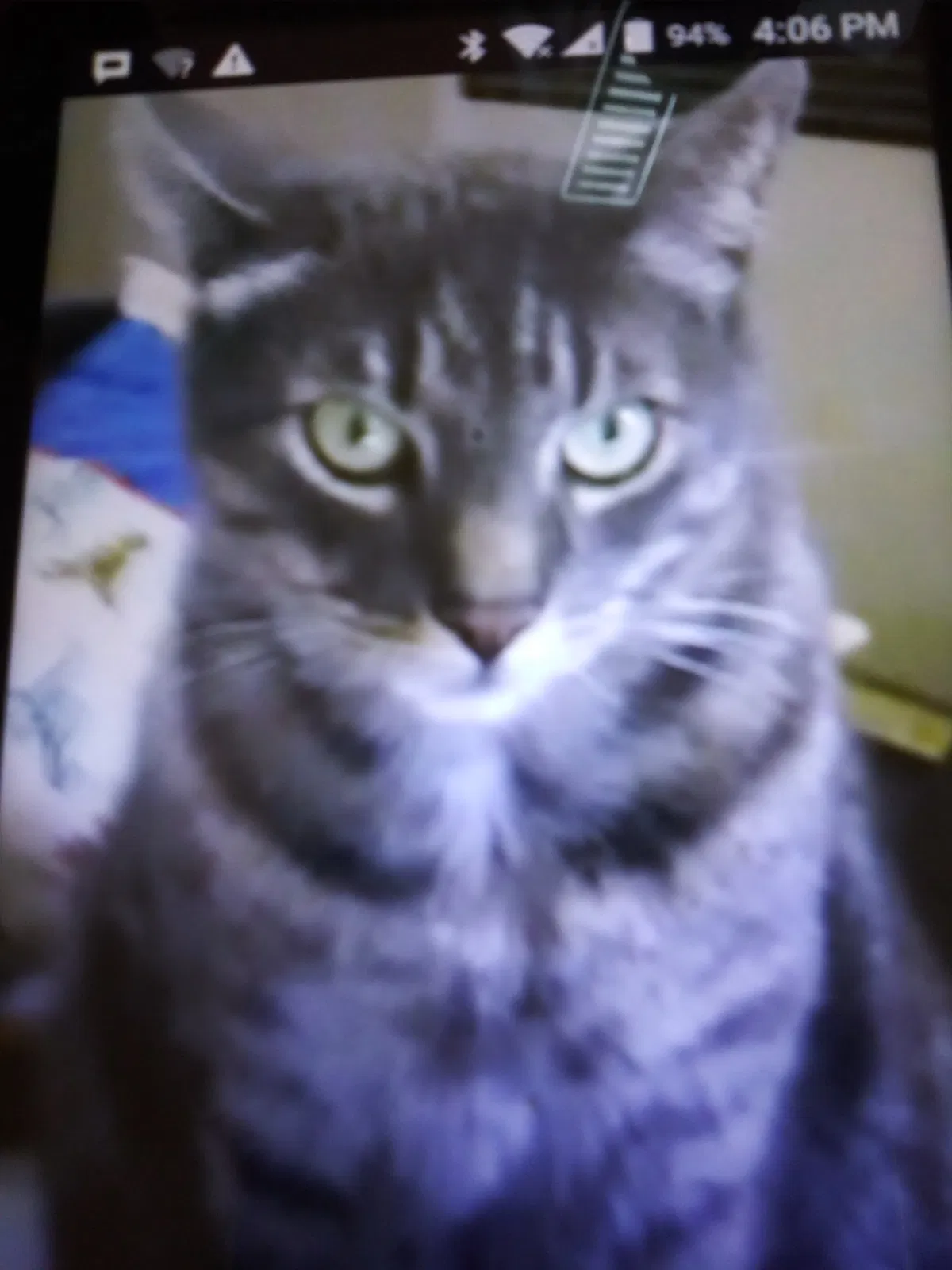 Lost cat in San Pablo, CA, 94806