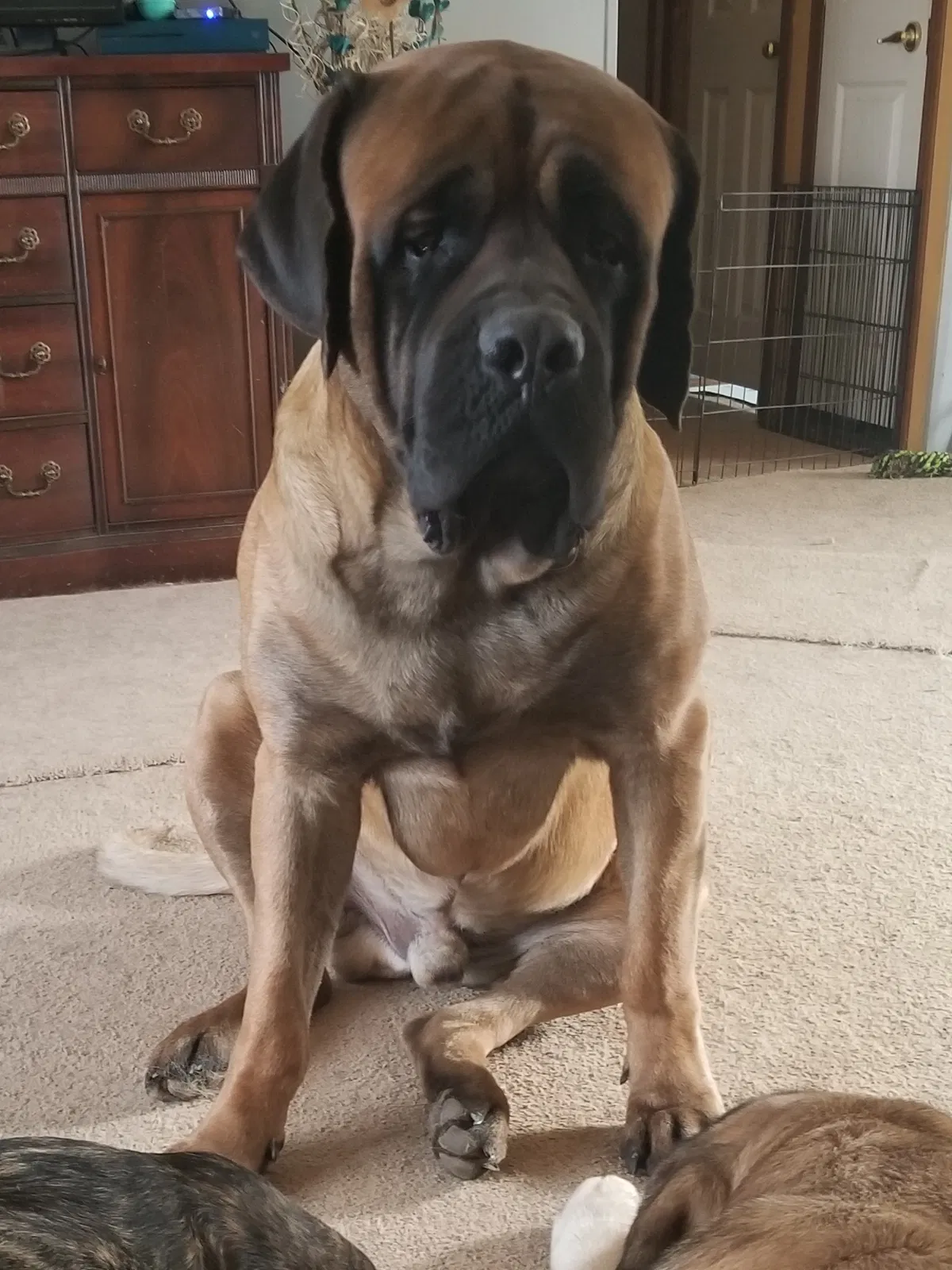 Lost dog in Berea, KY, 40403