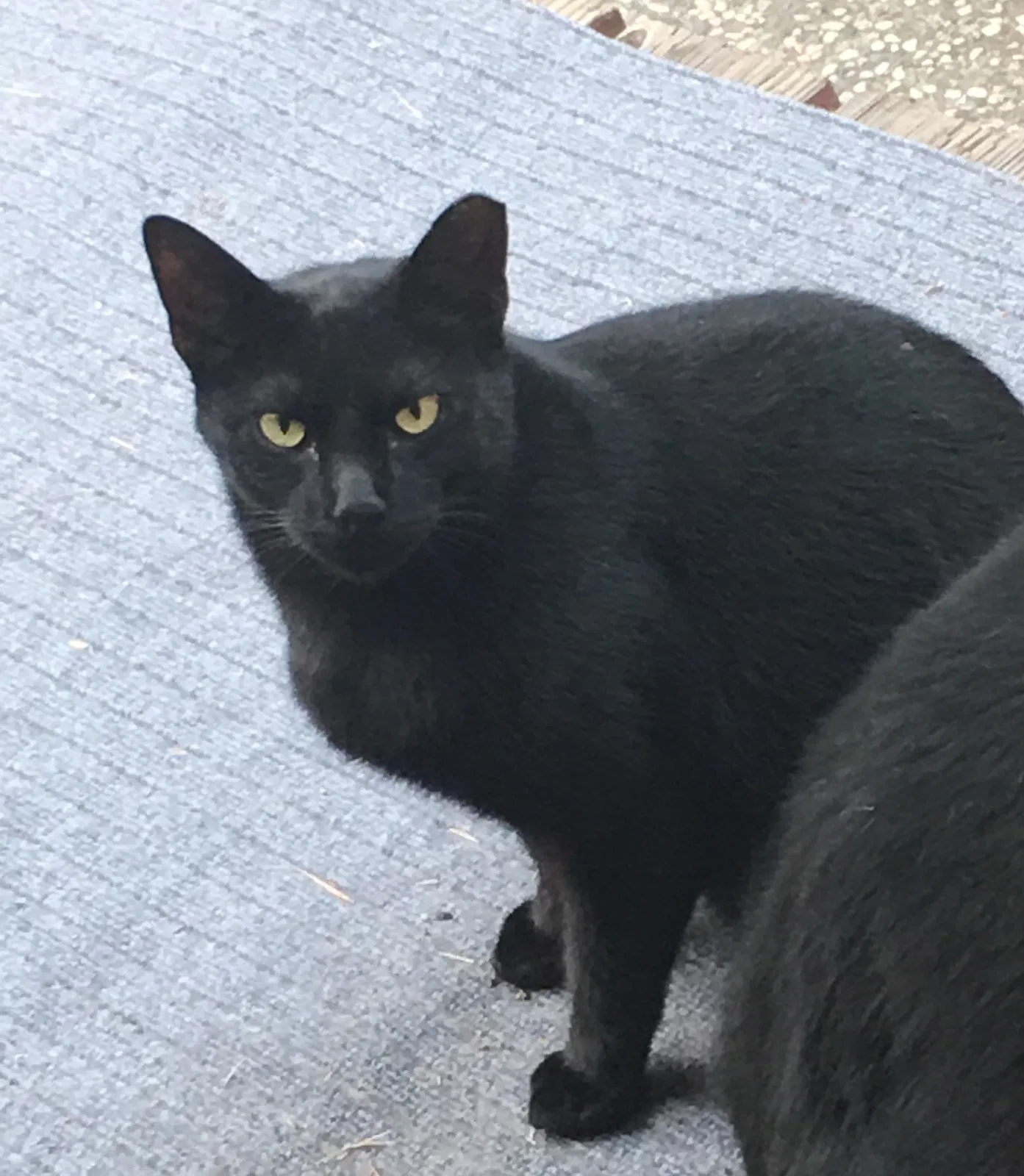 Lost cat in Sunnyvale, CA, 94087