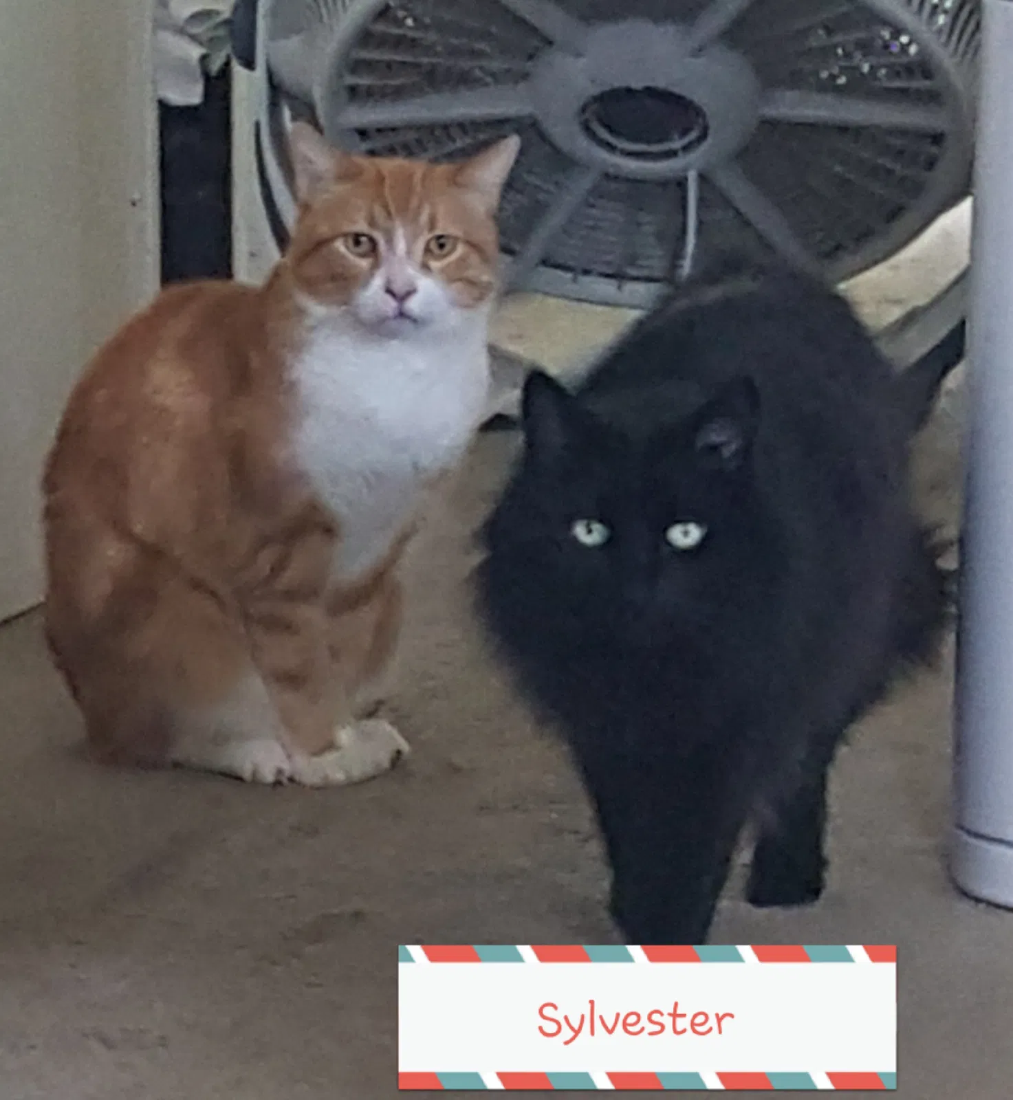 Lost cat in Santa Clara, CA, 95051