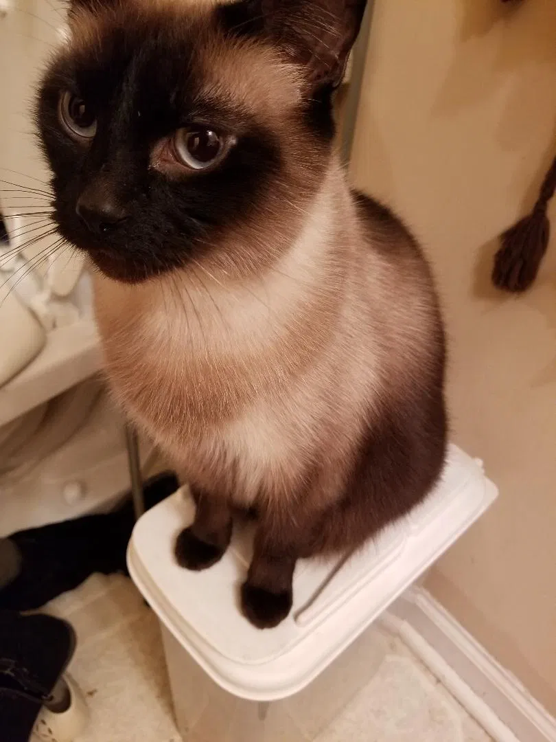 Lost cat in Griffin, GA, 30223