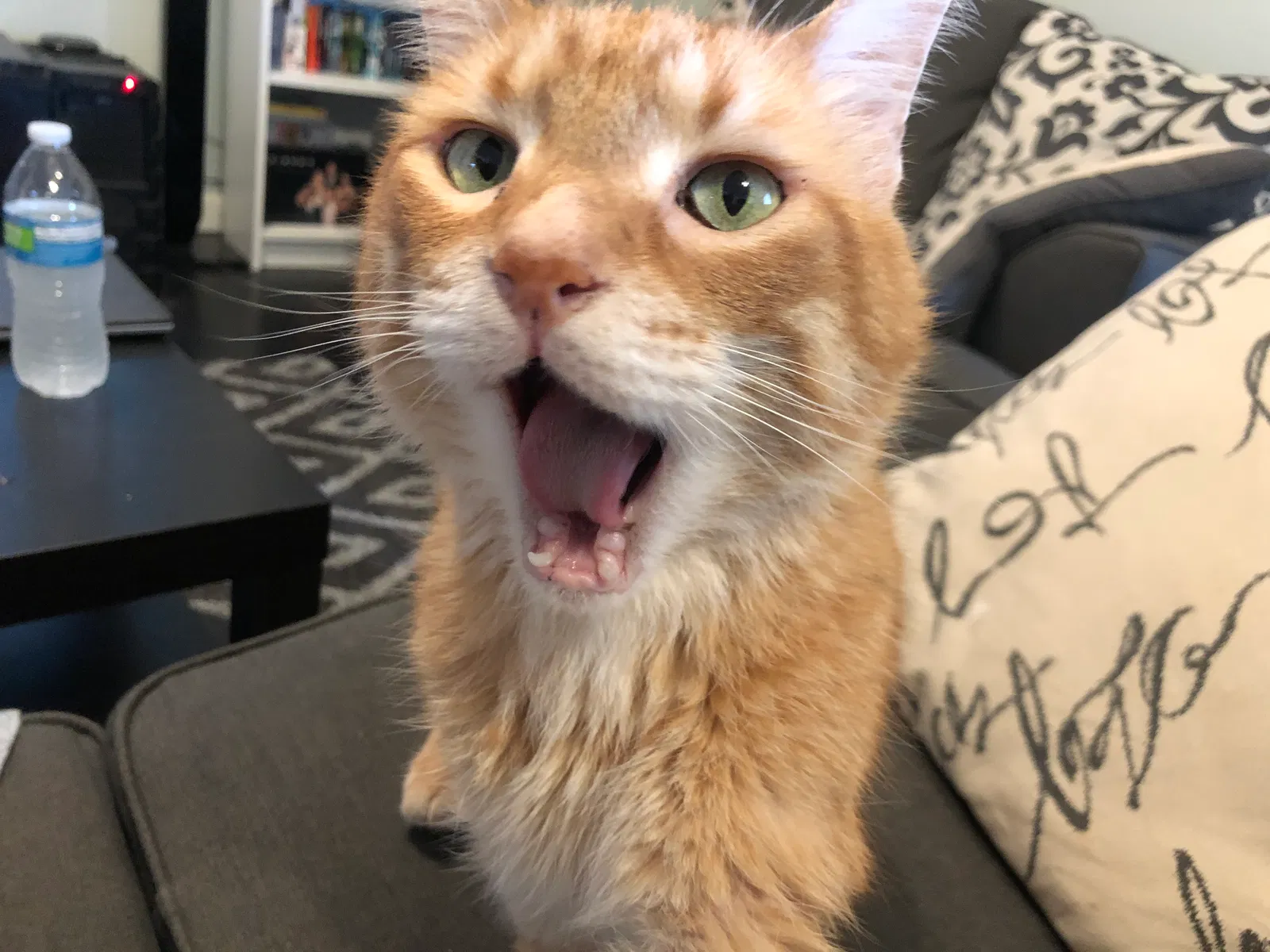 Lost cat in Davenport, FL, 33837