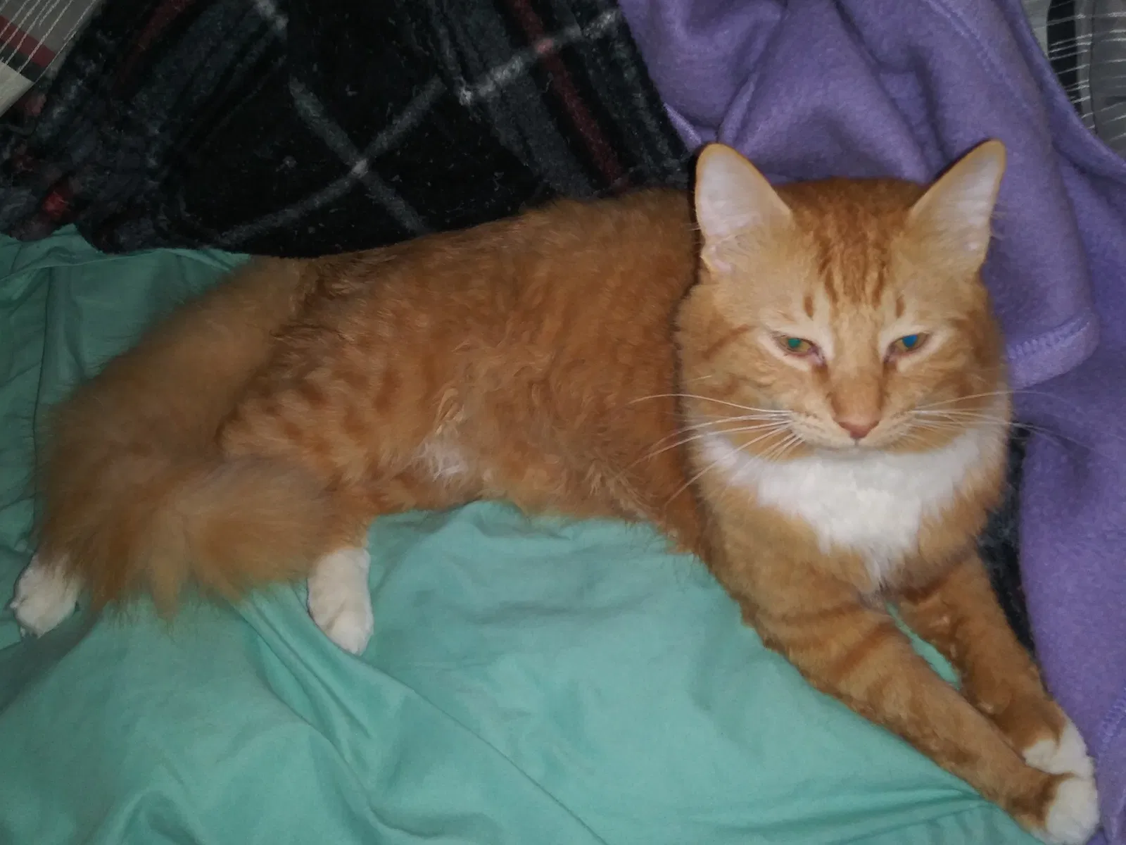Lost cat in Commerce, GA, 30529