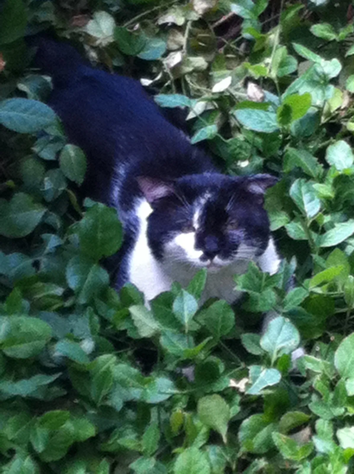 Lost cat in Chicago, IL, 60613