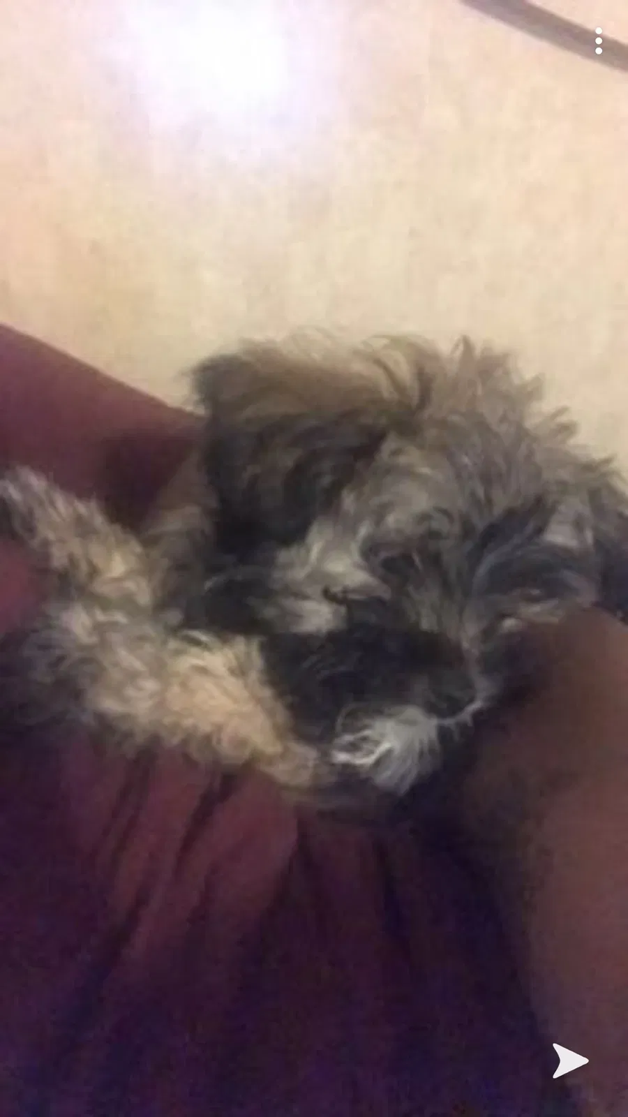 Lost dog in Detroit, MI, 48228