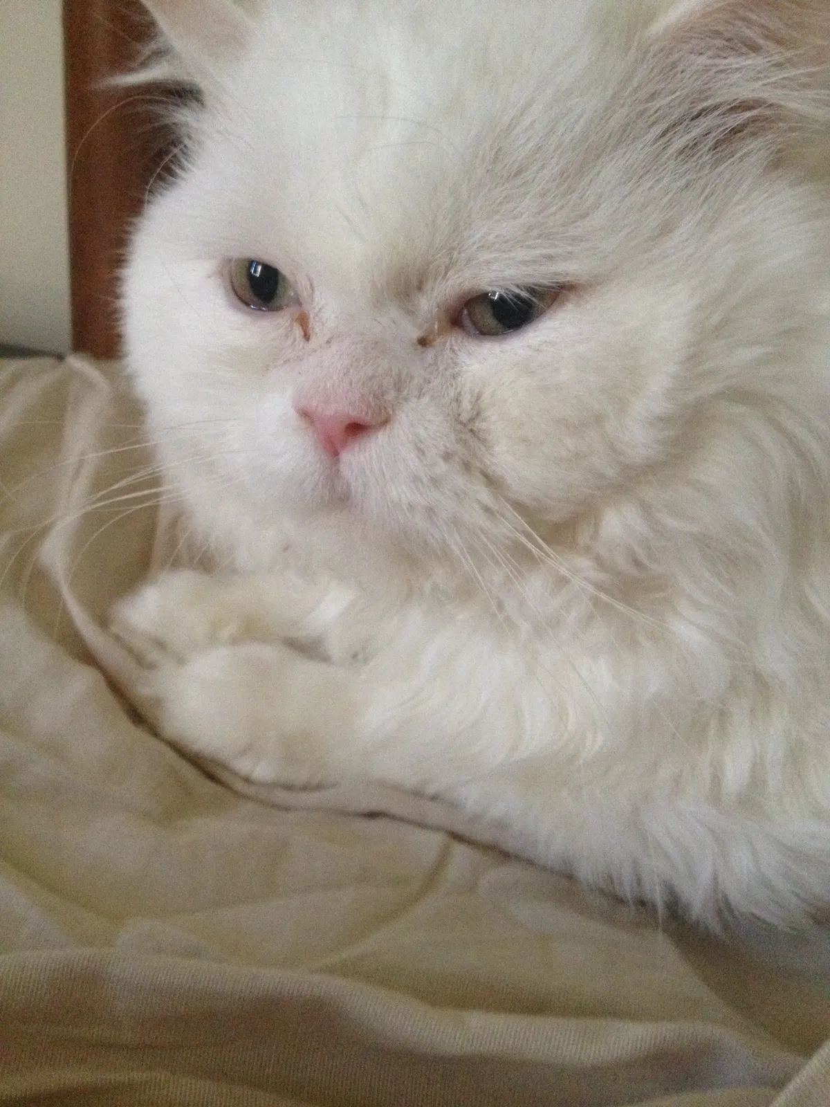 Lost cat in Portage, MI, 49024
