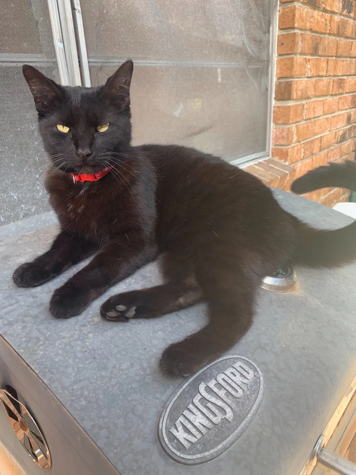 Found cat in New Orleans, LA, 70121