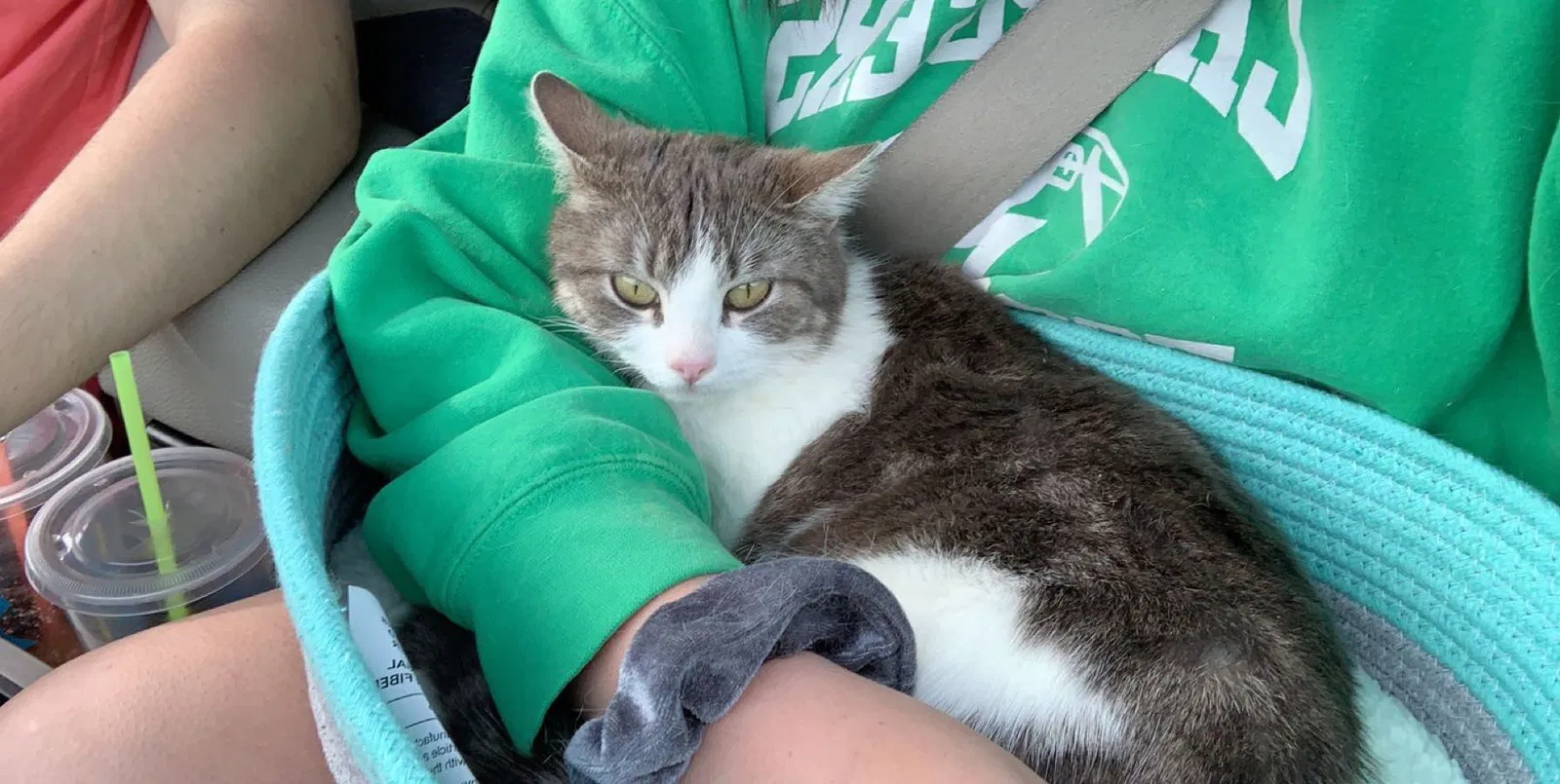 Lost cat in Caldwell, ID, 83607