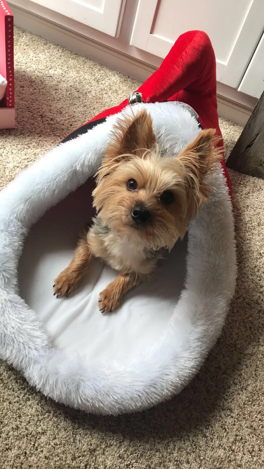Lost dog in Stanwood, MI, 49346