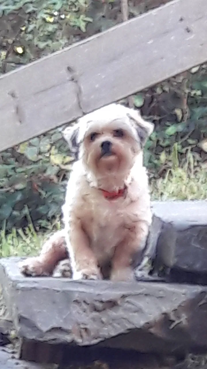 Lost dog in Elkton, MD, 21921