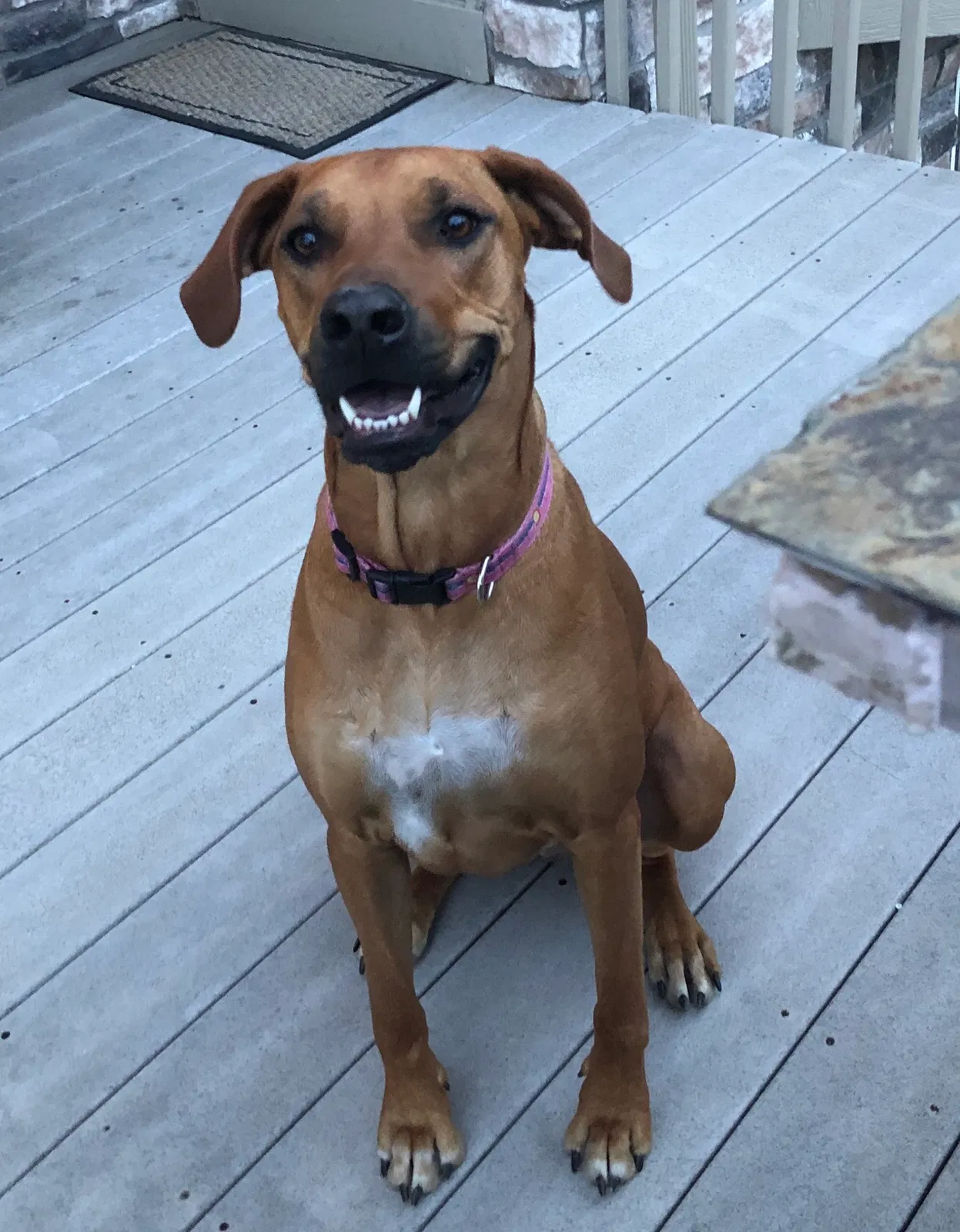 Lost dog in Aurora, CO, 80016