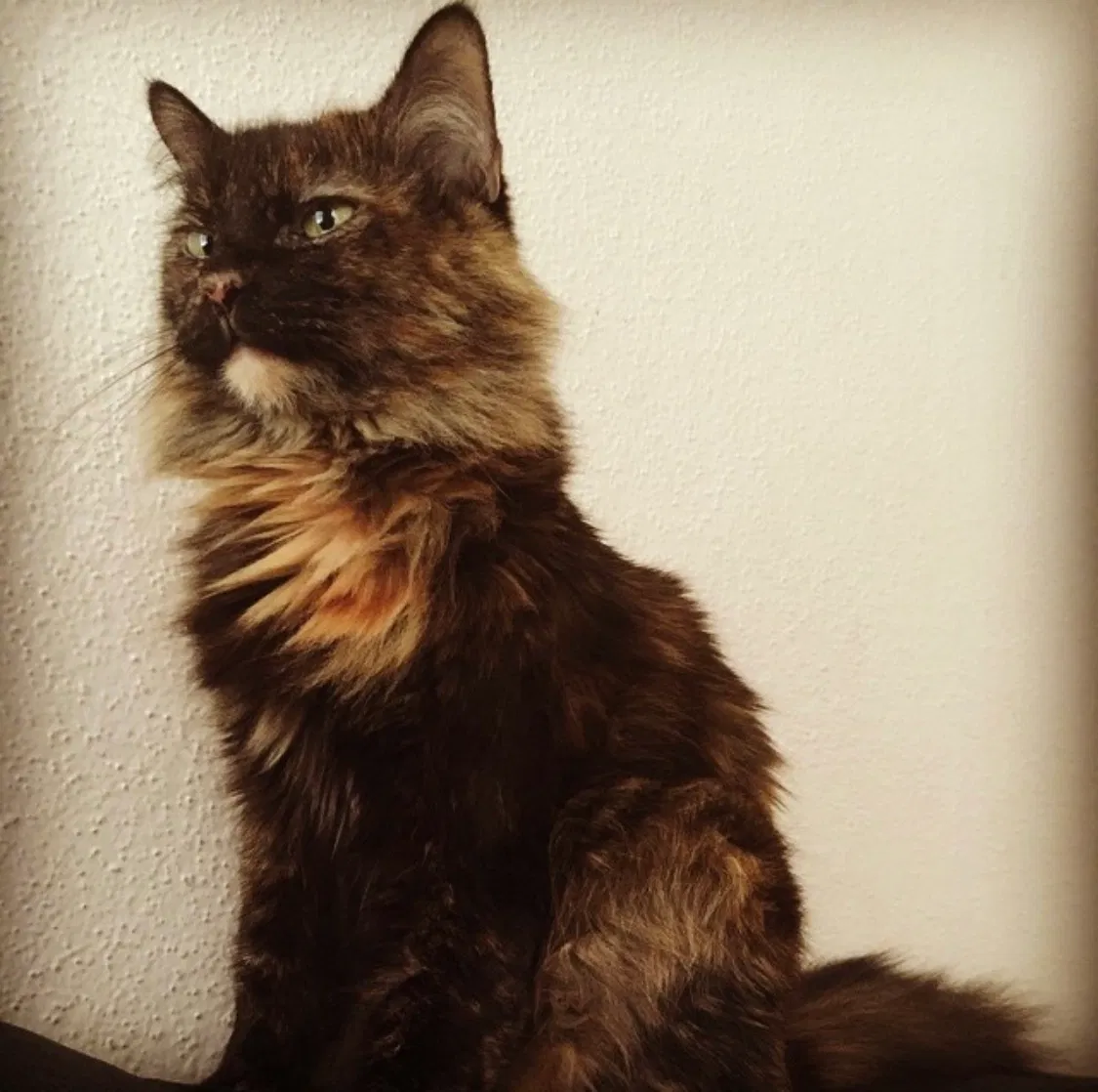 Lost cat in San Antonio, TX, 78248