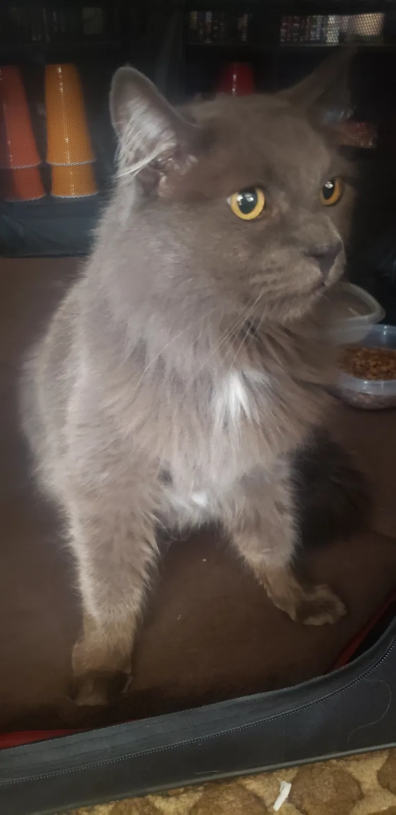 Found cat in San Clemente, CA, 92672